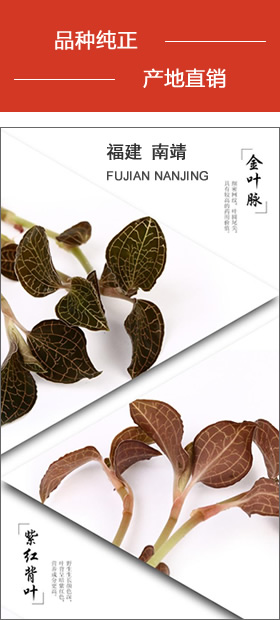 南靖金線蓮 品種純正，產地直銷